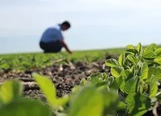В Україні можуть посилити обмеження на оренду сільгоспземель для іноземців