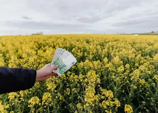 В Україні зросли ціни на ріпак нового врожаю
