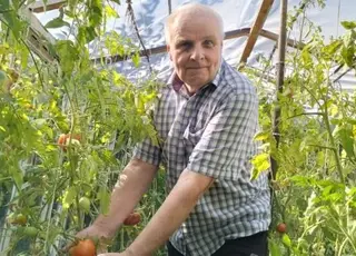 Лучанин Михайло Ігнатюк вирощує понад 100 кущів помідорів у пеньках