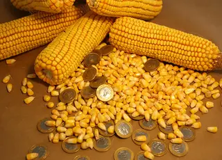 В Україні зросли експортні ціни на кукурудзу