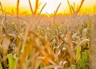 ІМК завершила збирання кукурудзи врожаю 2025 року з одними з найвищих показників урожайності