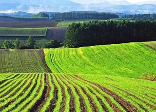 Як об’єктно оцінити продуктивність гібридів на посівах