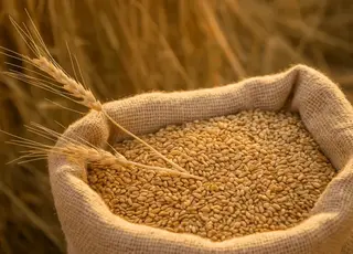 Запаси зерна в Україні на початку квітня перевищували 15 млн т