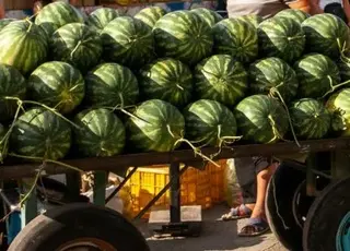 Турецькі кавуни масово надходять на український ринок у червні