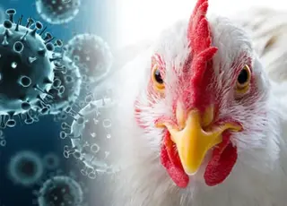 Пташиний грип знову атакує ферми у США