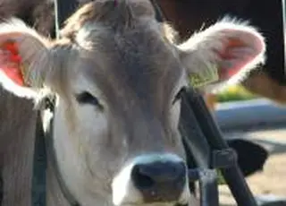 Ветеринарний контроль за новими правилами: адмінпроцедура, коротші строки та формалізація відмов