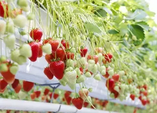 Bayer представив перший свій сорт тепличної полуниці