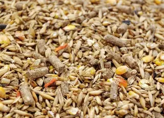 У 2025 р зросло світове виробництво кормів