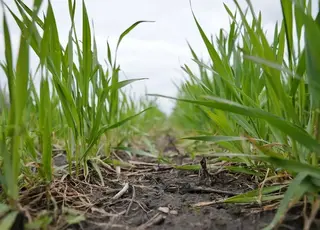 На Полтавщині зросла конкуренція за паї