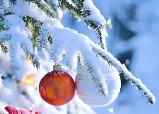 Які ціни на новорічні ялинки в Харкові, Запоріжжі та Львові