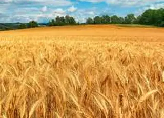 Зернові культури в Україні ще не зібрані з 19% площ