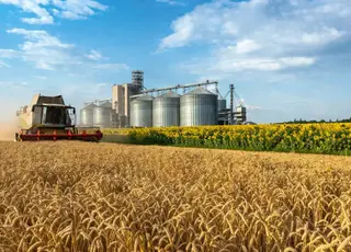 Стало відомо, як змінився ринок зернових та олійних в Україні