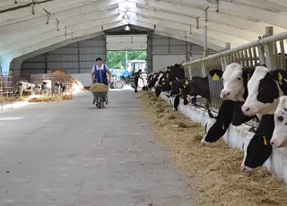 В Україні частина молочних господарств може зникнути через збитки