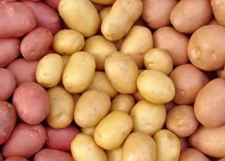 Українська картопля у найближчій перспективі може стати експортним продуктом