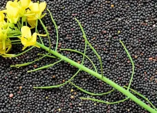 Україна недоотримала близько 680 млн доларів через падіння експорту ріпаку