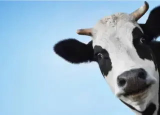 На Хмельниччині виявили випадки лейкозу корів