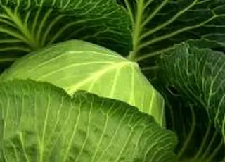 ПАЕК збільшує площі під ультраранню капусту до 50 га у 2026 році