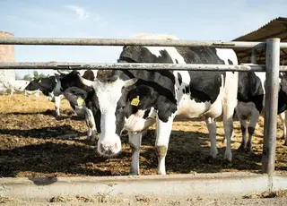 На Вінниччині запрацювала молочна ферма, повністю оснащена обладнанням від місцевого виробника