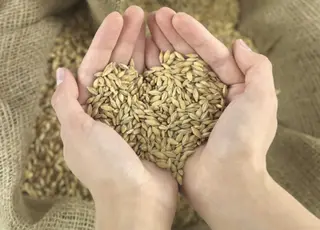 Іспанія залишиться одним з основних напрямків експорту української пшениці та кукурудзи