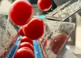Врожай томатів для переробки в Україні у 2025 році залишиться на рівні 550 тис. тонн