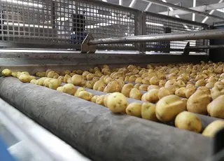 Виробництво картоплі в «Контінентал Фармерз Груп» виявилося на 18% вищим за прогнози