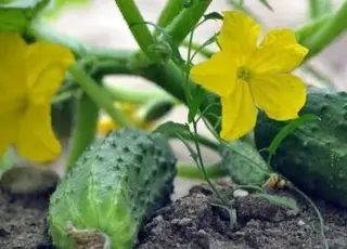 Як виростити огірки в серпні: поради для отримання другого врожаю