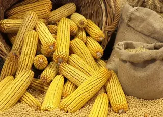 Експорт кукурудзи зріс до 2,69 млн т за січень