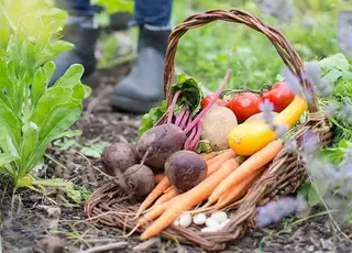 Фермер з Вінниччини вирощує овочі відкритого ґрунту у два обороти