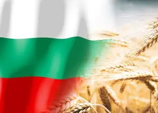 Болгарські аграрії цьогоріч планують зібрати понад 7 млн т пшениці
