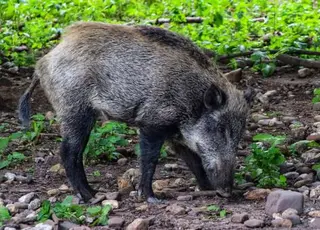 На Тернопільщині зафіксували випадки небезпечної хвороби тварин