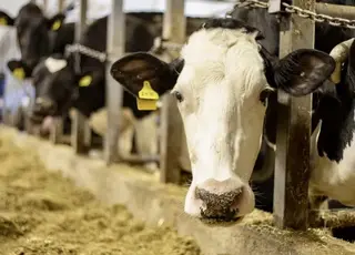 Українські виробники нарощують продажі ВРХ