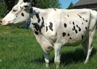 Масло тягне ціни на молоко-сировину вниз