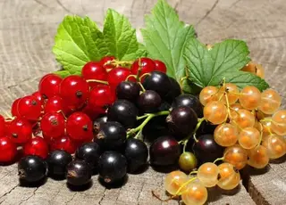 Що зробити з кущами смородини, порічки та аґрусу, щоб мати рясний урожай наступного сезону