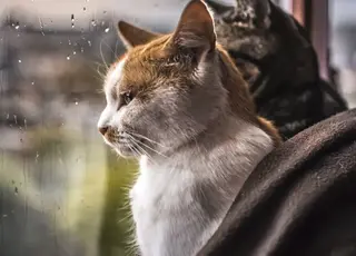 В Україні прогнозують мокрий сніг