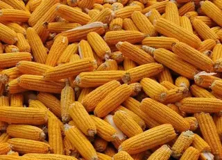 В Україні зросли ціни на фуражну кукурудзу