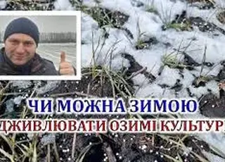 Чи можна в зимовий період підживлювати озимі культури розповів науковець