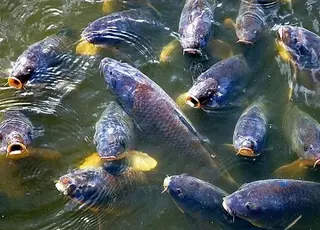 В Україні розширили перелік областей, які можуть подаватися на гранти у сфері аквакультури