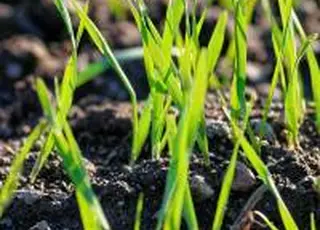 В Україні від мишоподібних гризунів уже захищено 239,5 тис. га посівів озимини