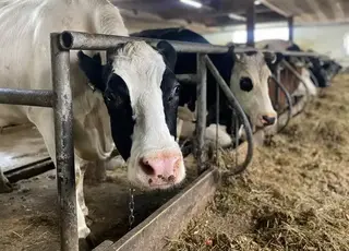 На Одещині виявлено ферму-концтабір, де тримають незареєстрованих корів