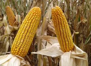 В Україні зросли ціни на фуражну кукурудзу