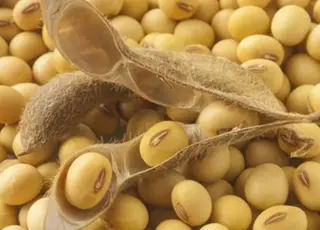 Експорт української сої зріс на 40 тисяч тонн: зовнішні ринки залишаються пріоритетними для виробників