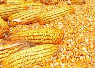Україна наступного сезону збільшить експорт кукурудзи
