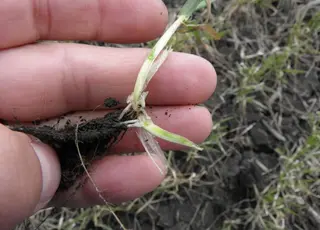 У низці областей спостерігається загибель озимих культур