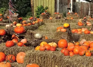 На Львівщині відкрили гарбузову крамницю самообслуговування у селі Банюнин