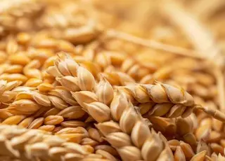 Пшениця подорожчала через побоювання заморозків у Чорноморському регіоні