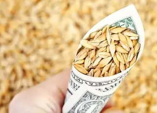 В Україні зросли ціни на ячмінь