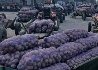 На Волині селяни змушені здавати картоплю по 3 грн за кілограм