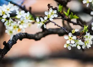 Морози знищили до 80% урожаю абрикосів і персиків на Вінниччині