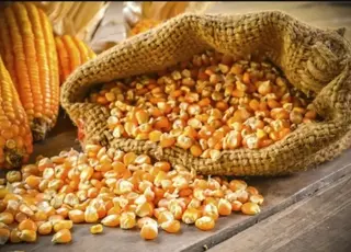 Озвучено оновлені ціни на фуражну кукурудзу