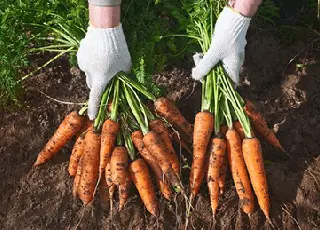 Експерти назвали головні правила підзимового посіву моркви в Україні